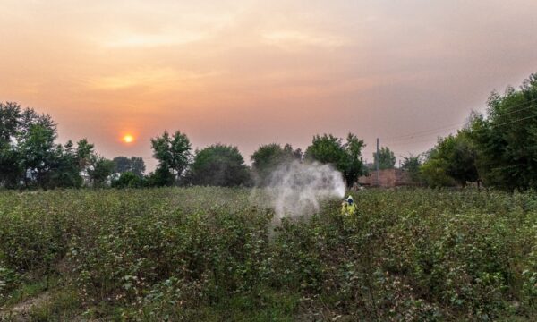 Safer pesticide use in Pakistan: A farmer is spraying his cotton field while wearing proper personal protective equipment (PPE) and applying the pesticide at the recommended time, just before sunset.