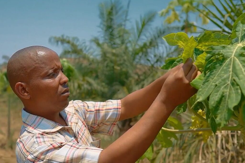 A farmer in Burundi checking his crops for pests