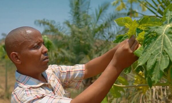 A farmer in Burundi checking his crops for pests