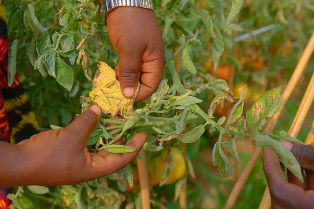 A farmer checking crops for pests and disease