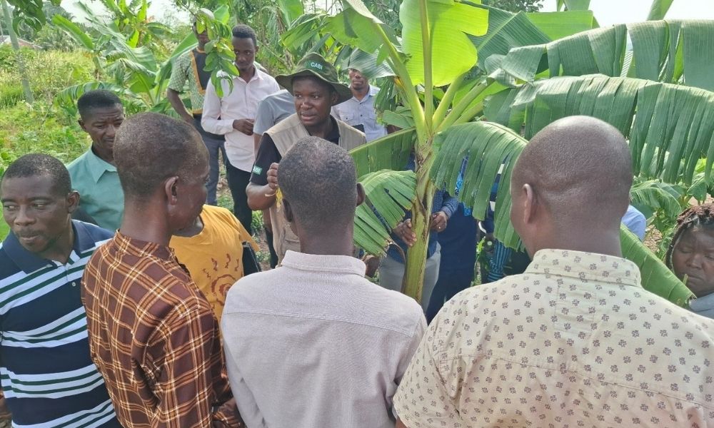 Practical sessions for inspectors and advisors on inspection and sample collection for analysis and pest identification