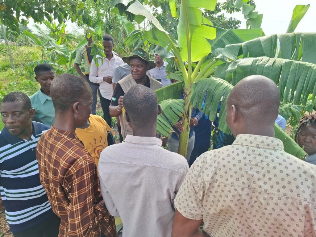 Practical sessions for inspectors and advisors on inspection and sample collection for analysis and pest identification