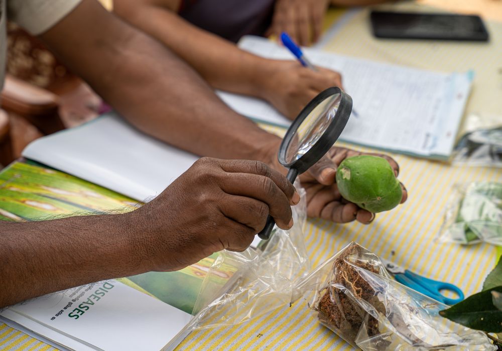 A plant doctor examines a diseased papaya, while their colleague writes a prescription