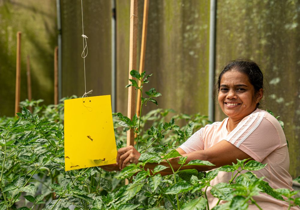 A farmer uses a sticky trap to collect pests.