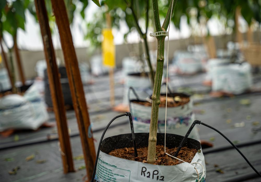 A farmer uses a drip irrigation system to water their crops