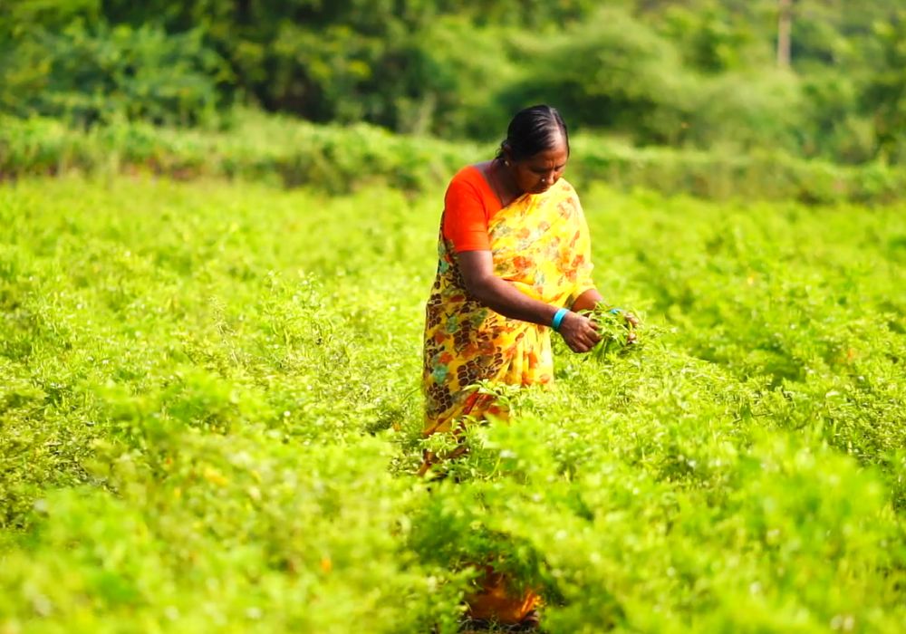A chilli farmer tending her crops in India
