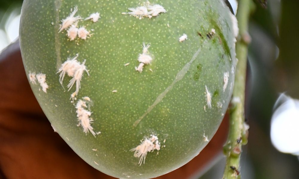 Close up of a mango infected with mealybug