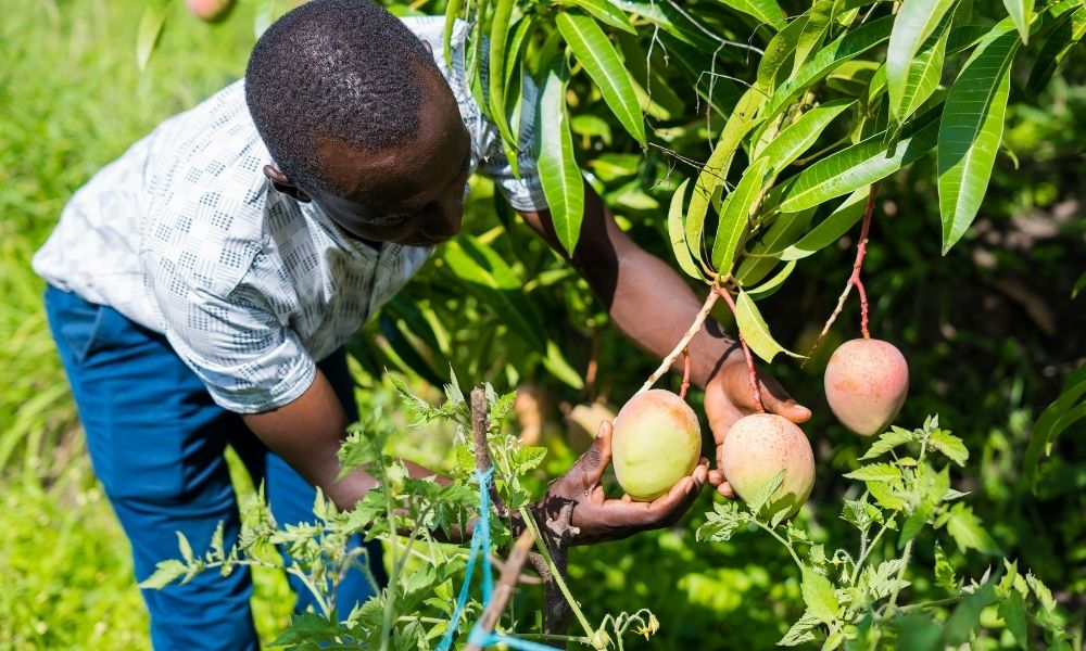 A mango farmer in Kenya