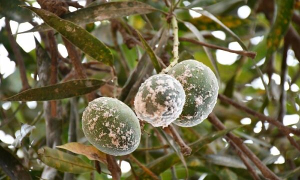 Mangoes infected with mango mealybug