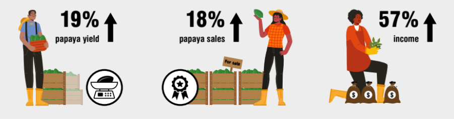 Graphic showing the impact of biocontrol agent use on papaya yield, papaya sales and income