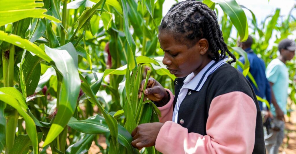 A farmer looking for signs of FAW infestation in maize.