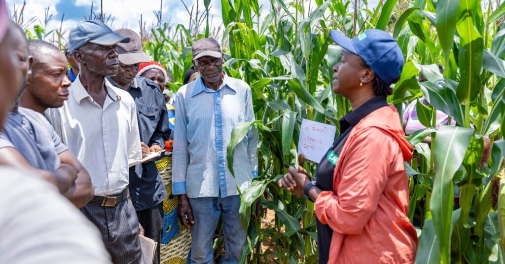 Farmers attending a training day on different control options for fall armyworm in Zambia