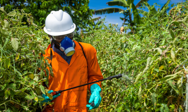 a spray service provider in Uganda wearing orange PPE and spraying crops