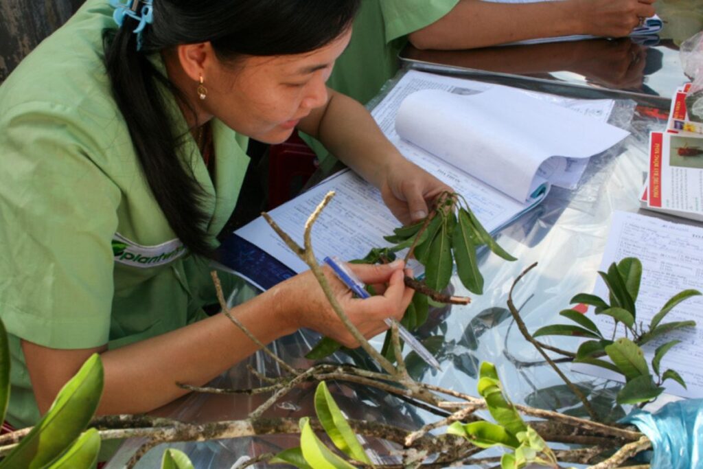 A female extension worker examining a crop sample at a plant clinic in Viet Nam.
