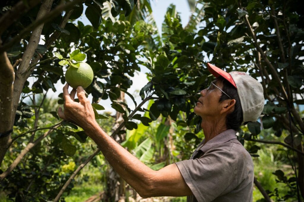 A pomelo farmer inspecting fruit in Vietnam
