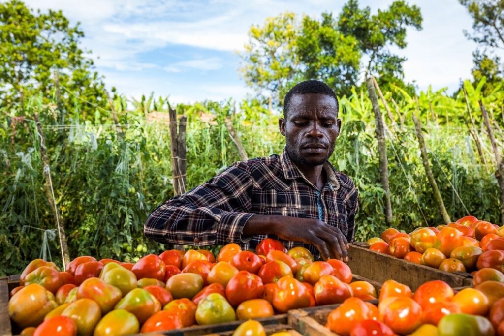 A man sorting freshly harvested tomatoes into wooden crates beside a tomato field.