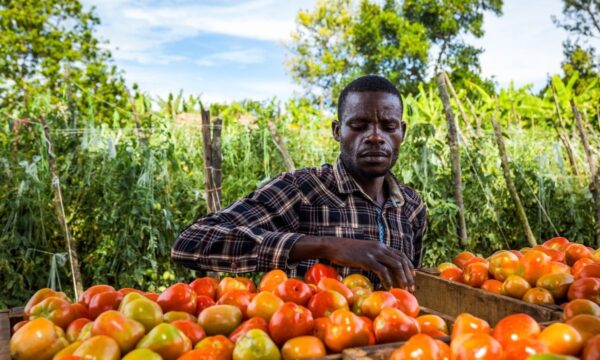 A man sorting freshly harvested tomatoes into wooden crates beside a tomato field.