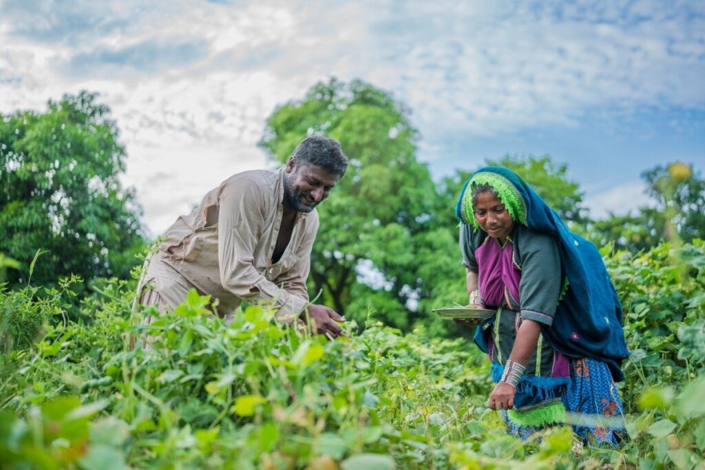 A man and woman examining crops together in a field.
