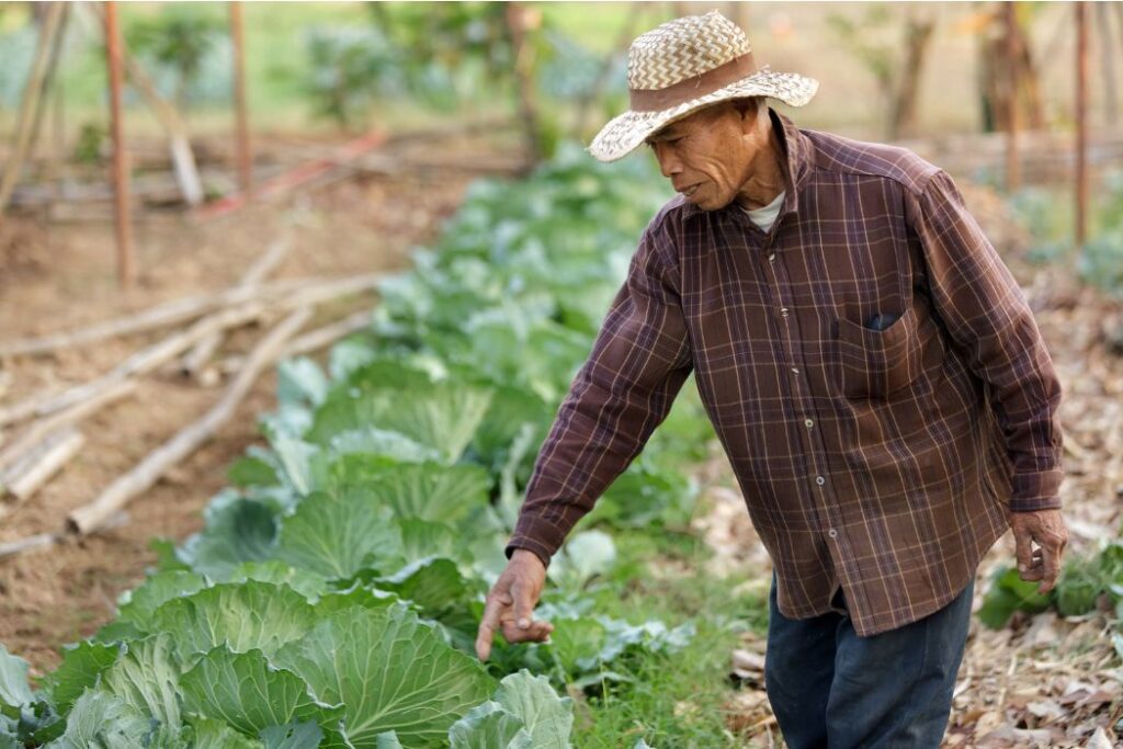Thai cabbage farmer inspecting his crops