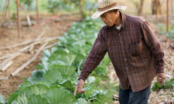 Thai cabbage farmer inspecting his crops