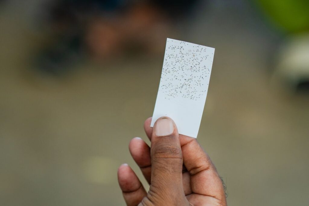 A Trichogramma card used to release beneficial parasitoid wasps for biological pest control.