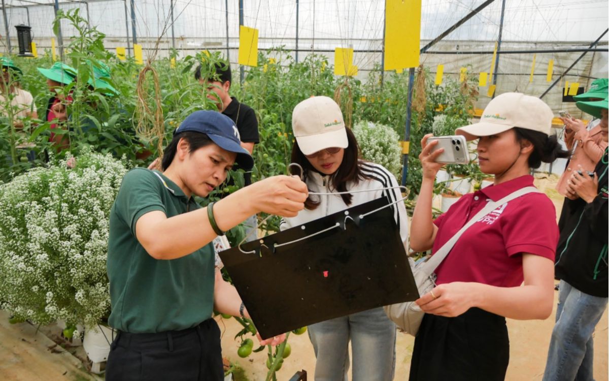 Farmers and technical specialists examining monitoring traps at a tomato demonstration plot