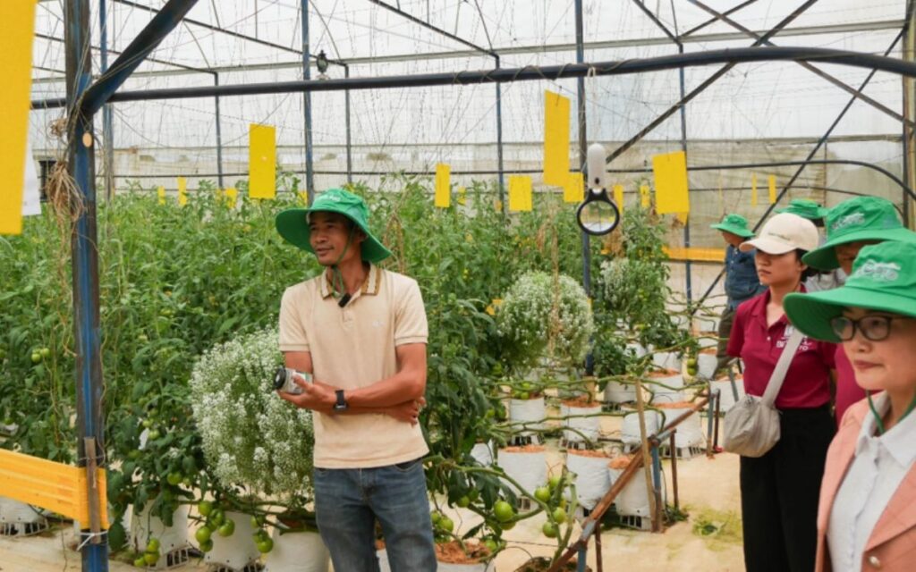 A farmer shows other farmers IPM practices at his demonstration plot