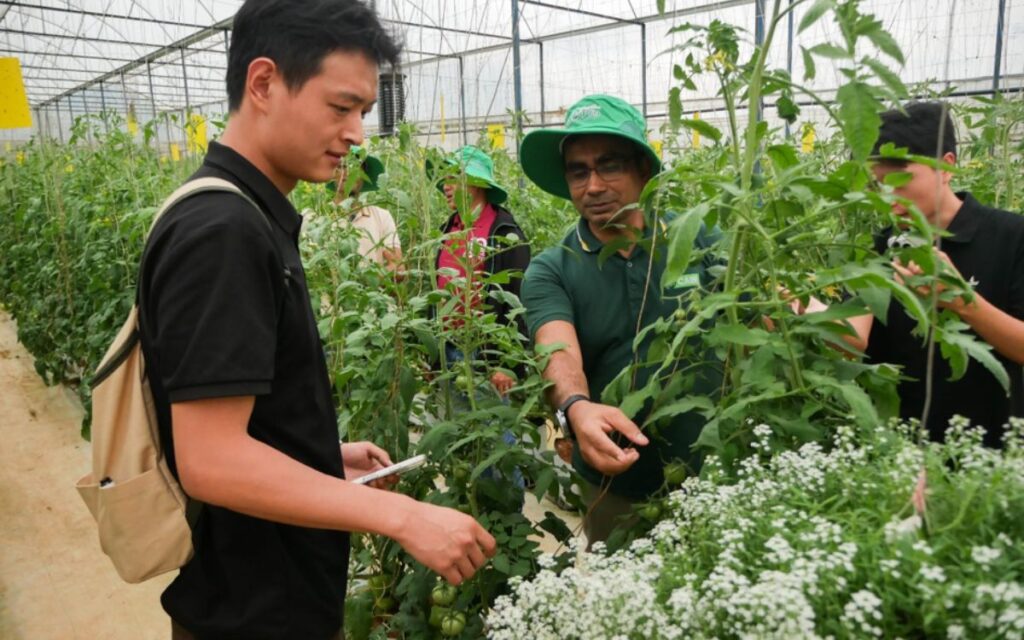 Participants at field day observe biological control agents on tomato plants