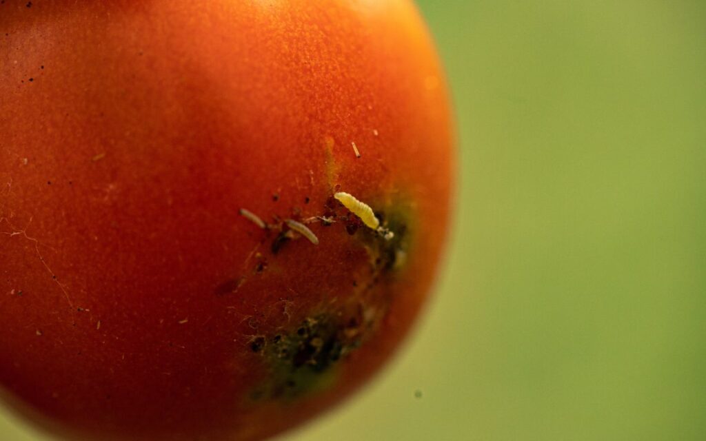 A tomato infected with tomato leafminer